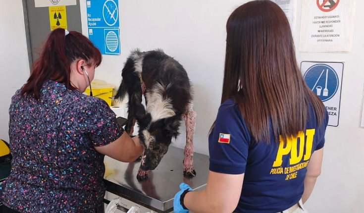 Con arraigo nacional quedó sujeto que mantenía a un perro en estado de desnutrición y con sarna crónica en Antofagasta