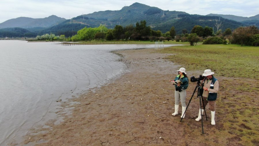 Alerta sanitaria en Aysén: confirman primer caso de influenza aviar en un caiquén de Chile Chico