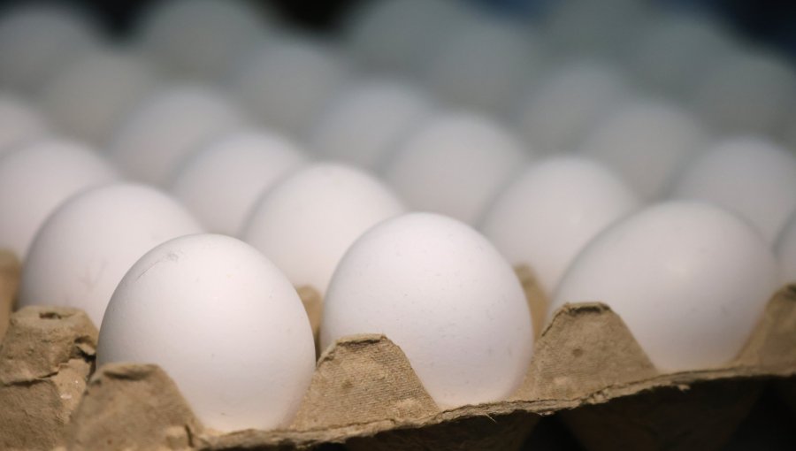 SAG incautó en Tarapacá más de 350 mil huevos de gallina ingresados de manera irregular a Chile