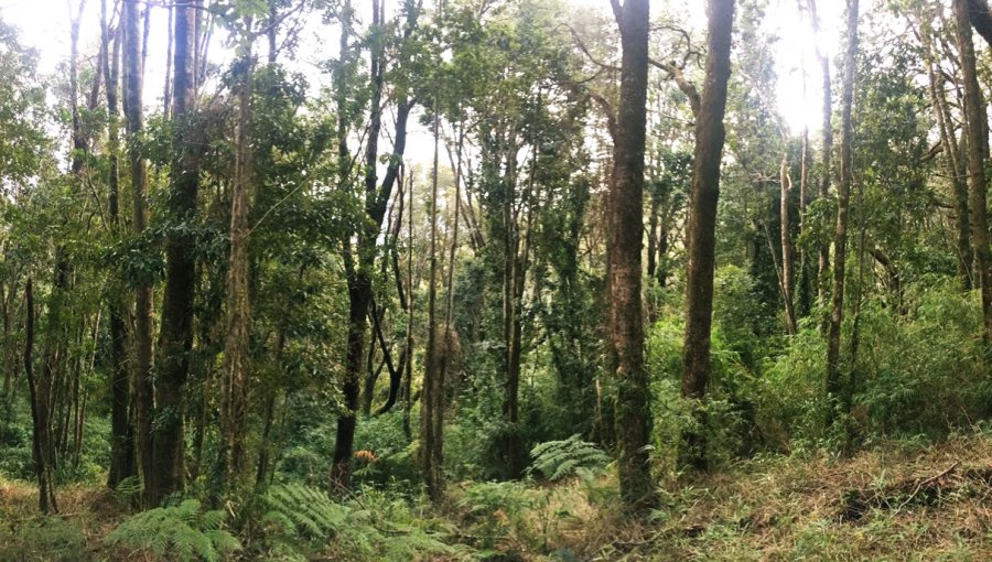 Chile recibe nuevo pago del Banco Mundial por US$15 millones por reducir emisiones en bosques nativos