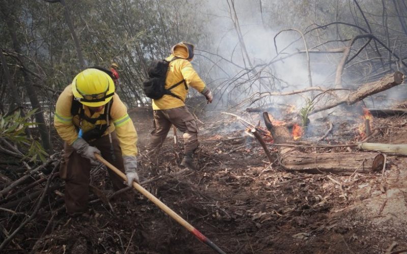 Conaf abre 596 cupos para reforzar sus brigadas de combate de incendios forestales en la región de Valparaíso
