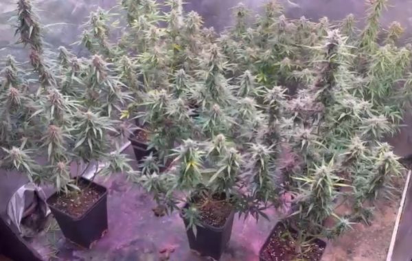 Detienen a hombre por cultivar cannabis en Quinta Normal: aseguró tener permiso, pero era falso