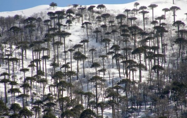 Detectan circulación ilegal de motos de nieve en Reserva Malalcahuello