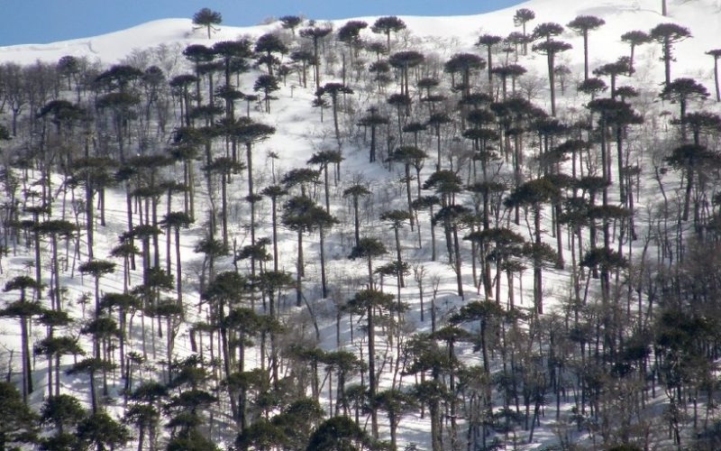 Detectan circulación ilegal de motos de nieve en Reserva Malalcahuello