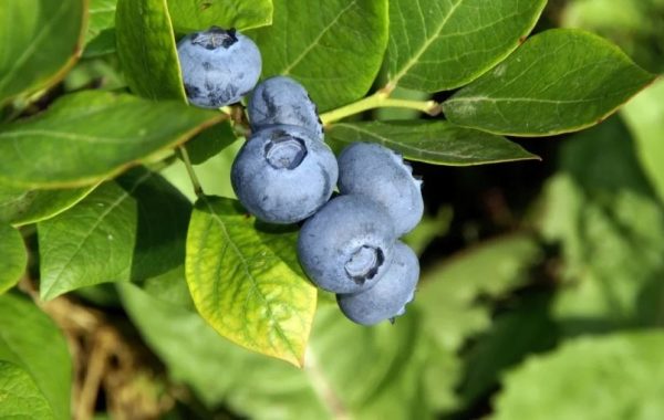 Impulso al agro: Chile suma a Paraguay como nuevo mercado para exportar arándanos frescos