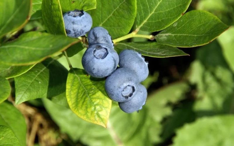 Impulso al agro: Chile suma a Paraguay como nuevo mercado para exportar arándanos frescos