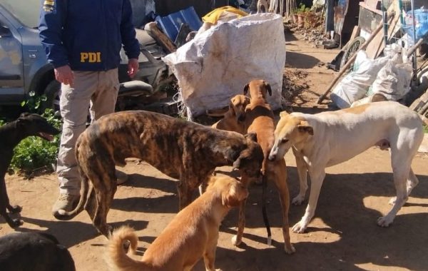 Detienen a un hombre y rescatan a cuatro perros galgos que se encontraban con diversas lesiones y enfermedades en San Antonio