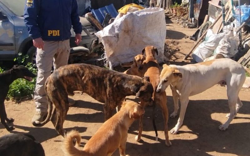 Detienen a un hombre y rescatan a cuatro perros galgos que se encontraban con diversas lesiones y enfermedades en San Antonio