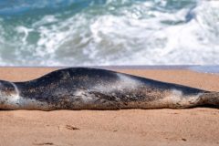Inesperado visitante sorprendió a vecinos de Viña del Mar: foca leopardo se lució en Playa del Deporte