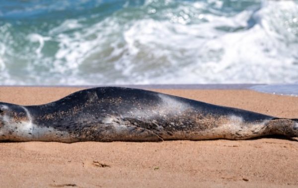 Inesperado visitante sorprendió a vecinos de Viña del Mar: foca leopardo se lució en Playa del Deporte