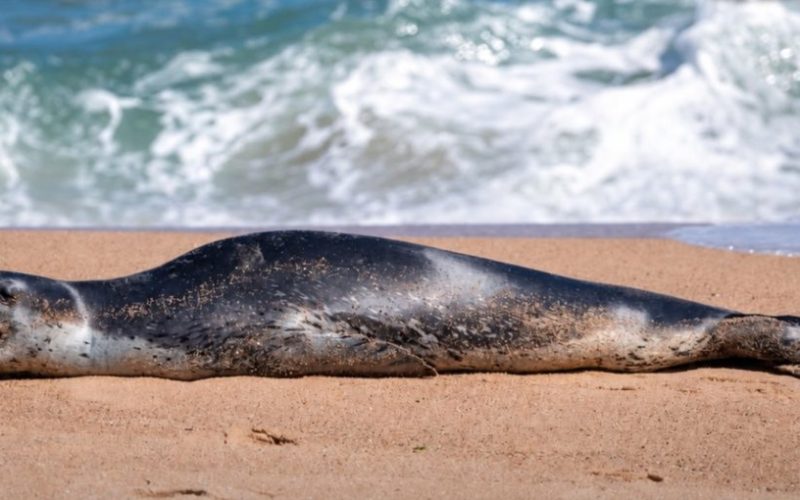 Inesperado visitante sorprendió a vecinos de Viña del Mar: foca leopardo se lució en Playa del Deporte