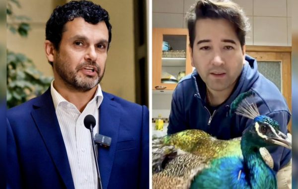 Pavos reales desatan la "guerra" entre Jaime Bassa y Javier Olivares: solicitan intervención del SAG por polémico corte de alas