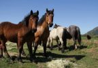 SAG habilita la exportación de caballos y otros équidos desde Chile a India tras concretar acuerdo zoosanitario