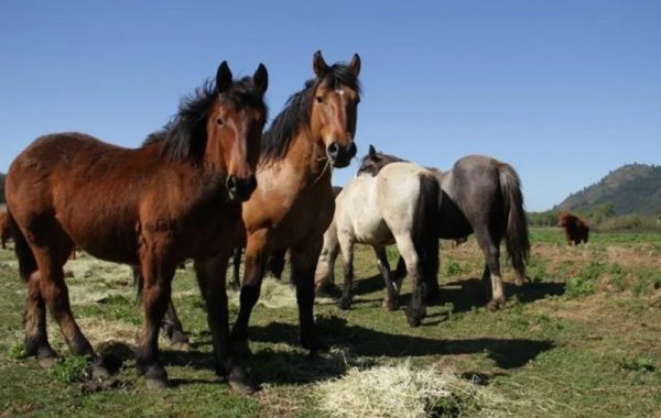 SAG habilita la exportación de caballos y otros équidos desde Chile a India tras concretar acuerdo zoosanitario