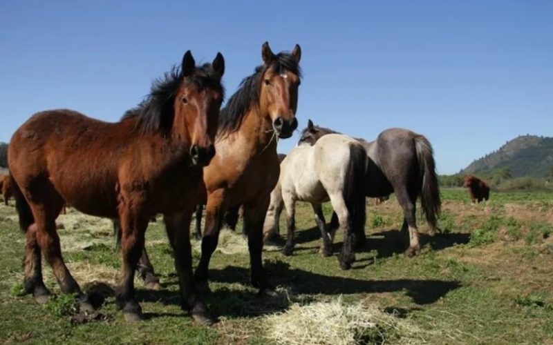 SAG habilita la exportación de caballos y otros équidos desde Chile a India tras concretar acuerdo zoosanitario