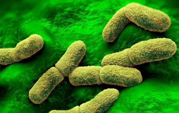 EE.UU. "sigue de cerca" el caso de una científica rusa que falleció en un centro de investigación de la peste en Siberia