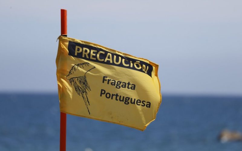 Avistamiento de fragata portuguesa en Algarrobo obliga a cerrar playa El Yachting