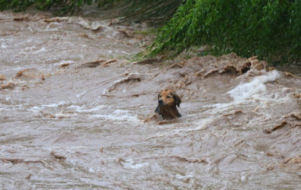Perrito "Morocho" salió por sus propios medios del río Mapocho tras ser arrastrado por aumento del caudal
