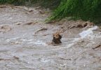 Perrito "Morocho" salió por sus propios medios del río Mapocho tras ser arrastrado por aumento del caudal