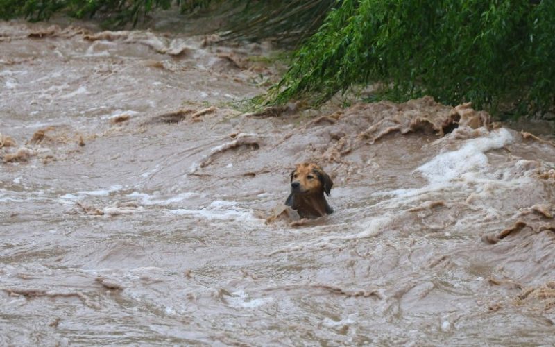 Perrito "Morocho" salió por sus propios medios del río Mapocho tras ser arrastrado por aumento del caudal