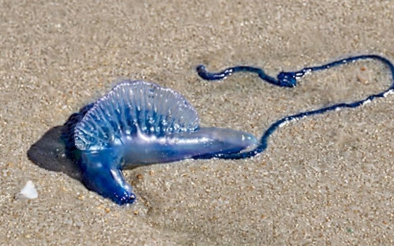 Seremi de Salud levanta prohibición de baño en playa de Algarrobo: no han observado nuevos ejemplares de fragata portuguesa