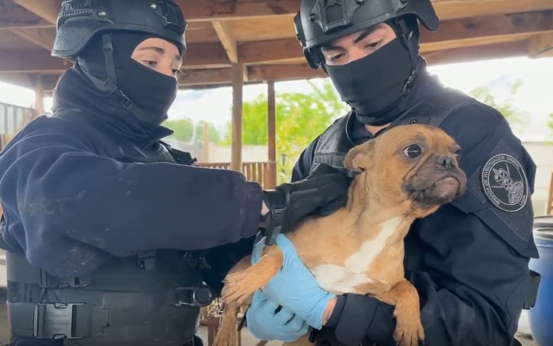 PDI rescata a cuatro perros abandonados durante más de dos meses en Lampa