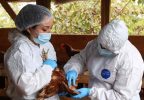 SAG eleva nivel de alerta frente a la influenza aviar altamente patógena ante fenómeno de El Niño y caso detectado en Perú