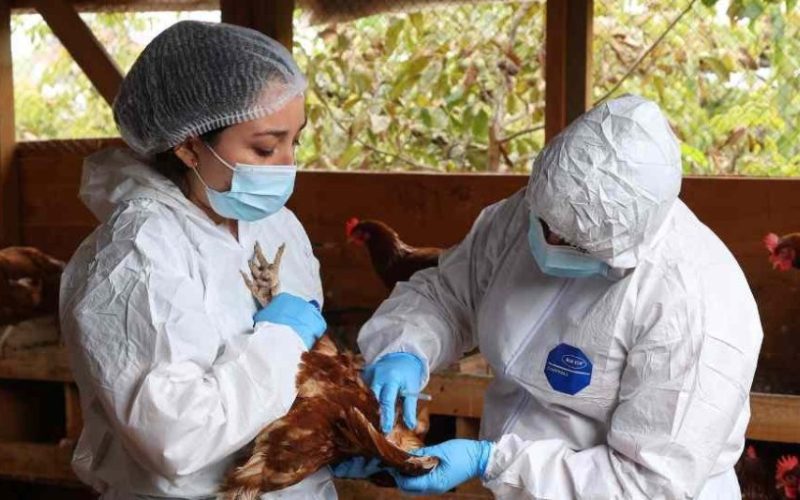 SAG eleva nivel de alerta frente a la influenza aviar altamente patógena ante fenómeno de El Niño y caso detectado en Perú